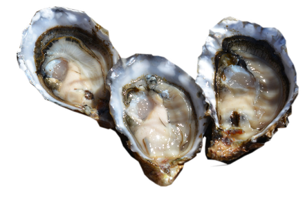 Pacific Oyster Png Hd (white, black)