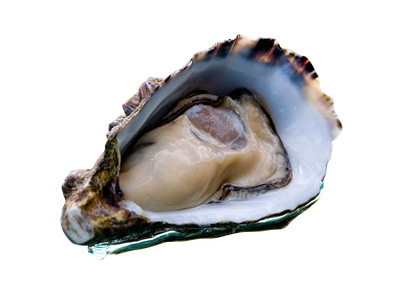 Pacific Oyster Png Image (silver, lavender, black)