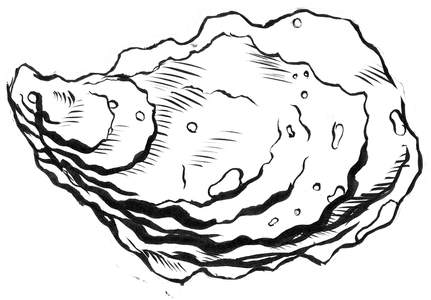 Pacific Oyster Png Photo (white, silver, black)