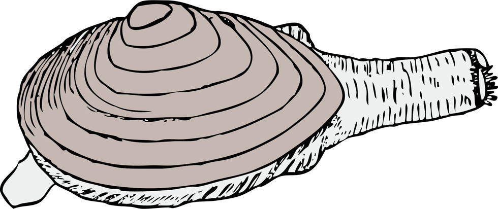 Pacific Oyster Png Picture (silver, lavender, black)