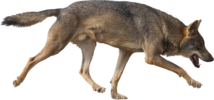 Jackal Png Isolated Transparent Image (gray, black)