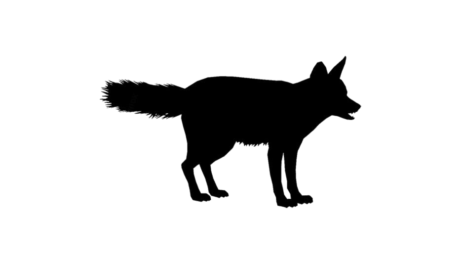 Jackal Png Transparent Image (white, silver, black)