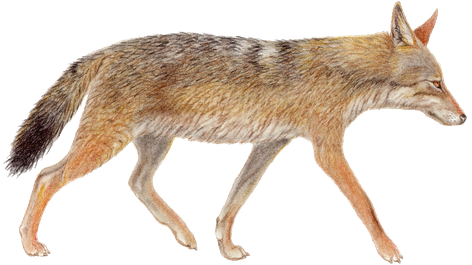 Jackal Png Transparent (black)