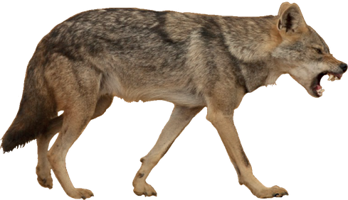 Jackal Transparent Isolated Background (gray, black)