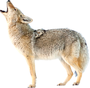 Jackal Transparent Isolated Png (white, black)