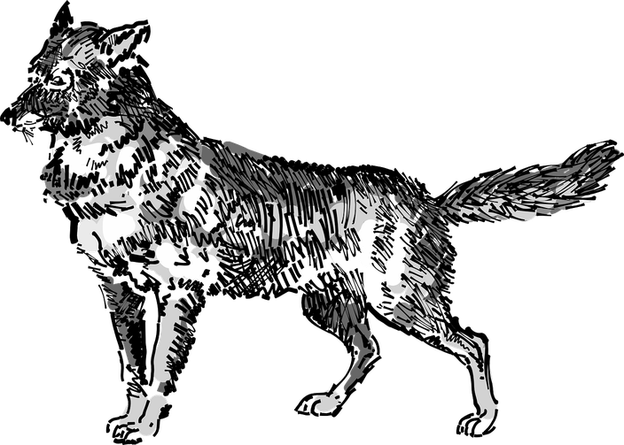 Jackals Png File (white, indigo, black)