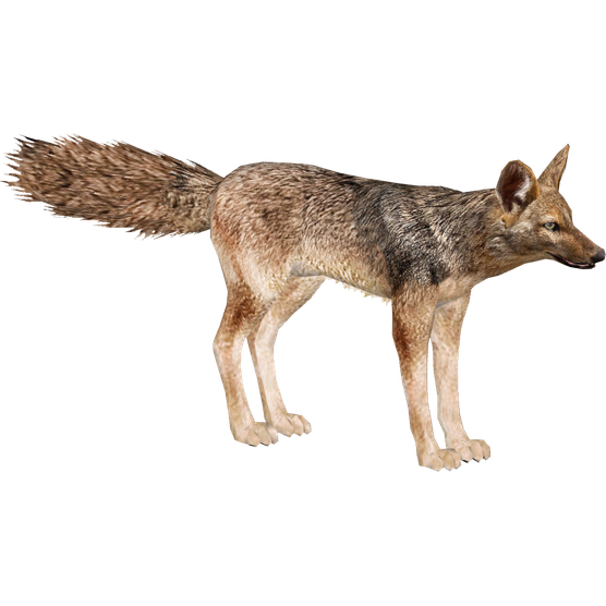 Jackals Png Free Download (gray, black)