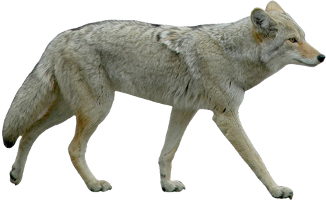 Jackals Png Hd Isolated (gray, black)