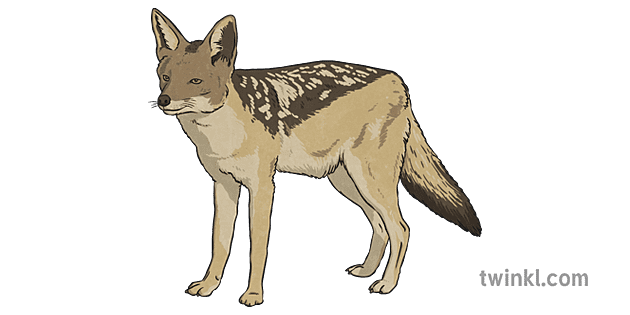 Jackals Png Image (gray)