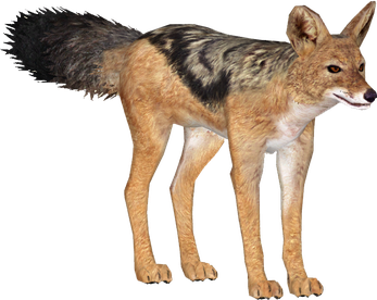 Jackals Png Isolated File (black)