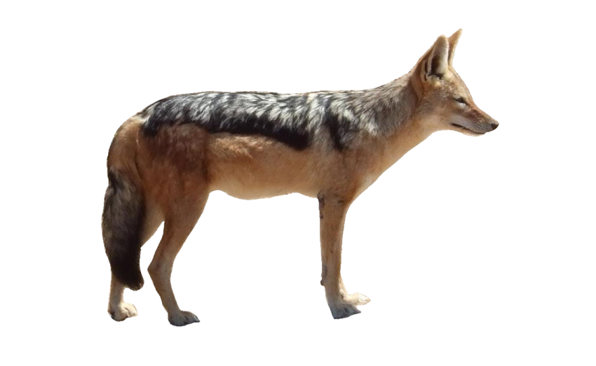 Jackals Png Isolated Pic (white, black)