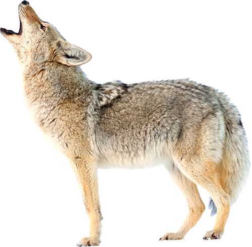 Jackals Png Photo (white)