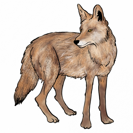 Jackals Png Transparent (black)