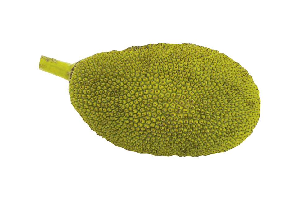 Jackfruit Png Clipart (gray, olive)