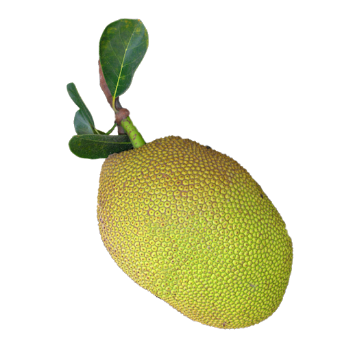 Jackfruit Png Hd (gold, black, salmon)