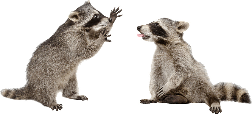 Racoon Png File (gray)