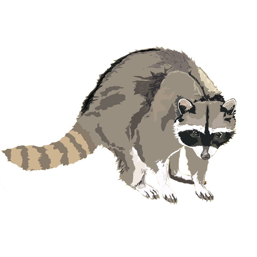 Racoon Png Hd Isolated (gray, silver, black, white)