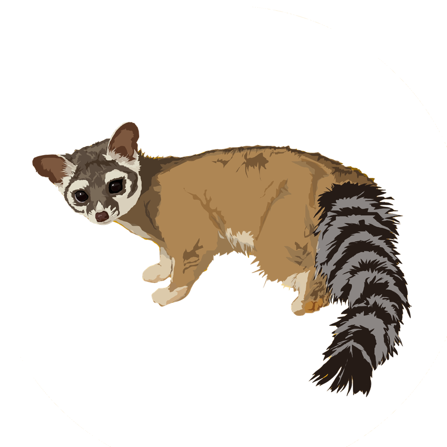 Racoon Png Isolated Hd (black, gray)