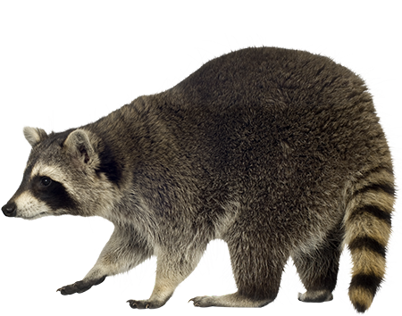 Racoon Png Picture (lavender, red, blue, greenish blue, white)