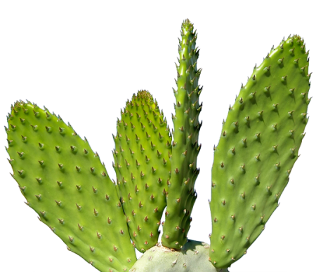 Cactus Plant Png (black)