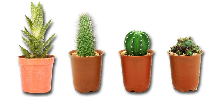 Cactus Plant Vector Png Photos (salmon, black, chocolate)