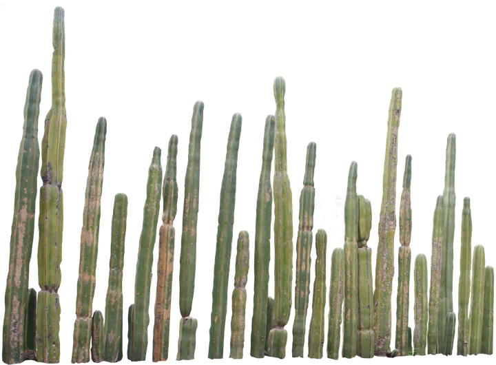 Cactus Plants Png (black)