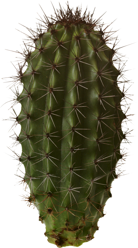 Cactus Prickle Png Clipart (black)