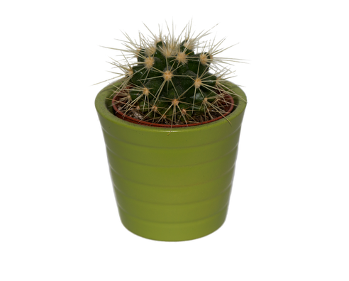 Cactus Prickle Png Hd (black, olive)