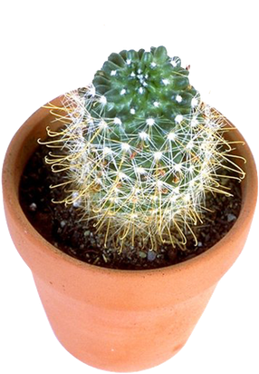 Cactus Prickle Png Image (black, gray, silver)