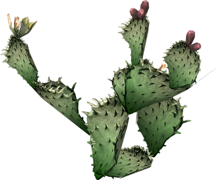 Cactus Prickle Png Photos (black)