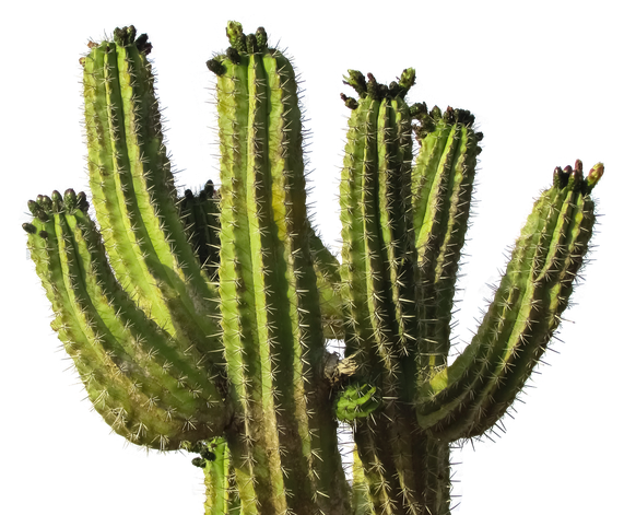 Cactus Prickle Png Transparent Image (black, gray)