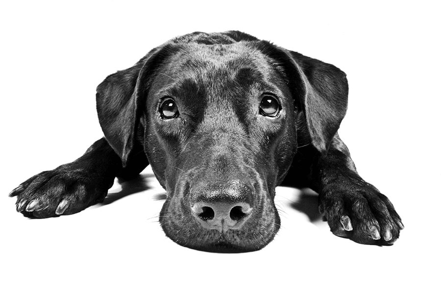 Sad Black Labrador Dog Transparent Png (black, indigo, gray)