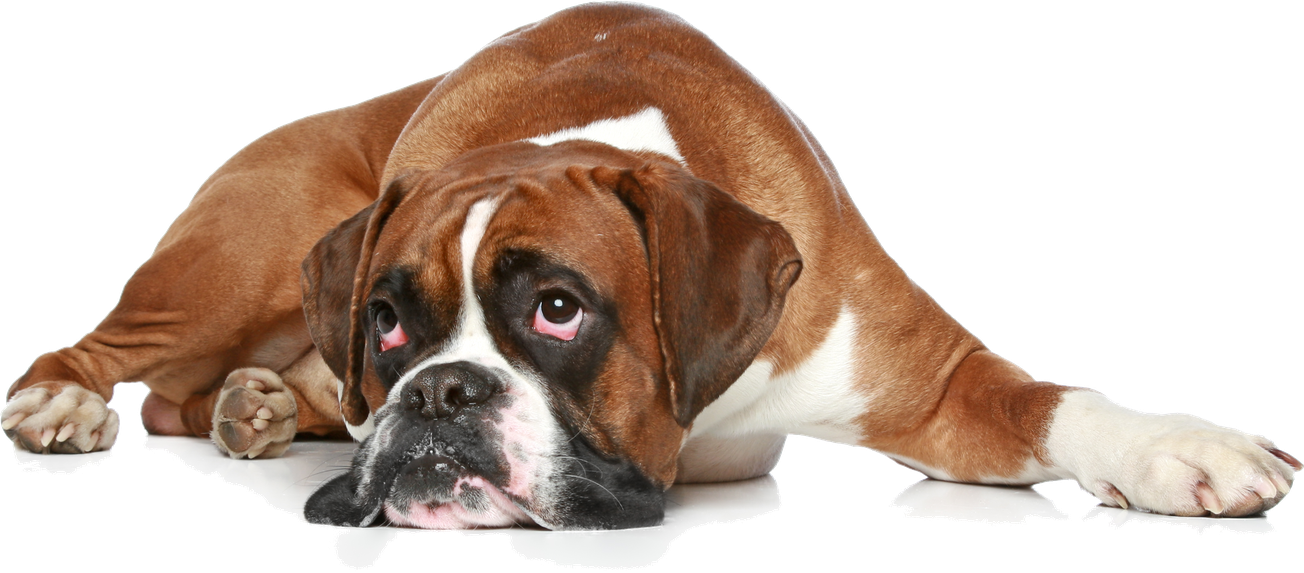 Sad Boxer Dog Transparent Png (black, indigo, lavender, chocolate)