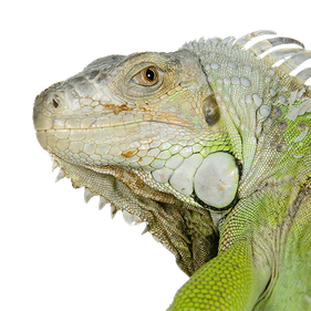 Madagascar Iguanids Png Clipart (silver, black, gray)