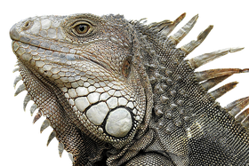 Madagascar Iguanids Png File (indigo, black)