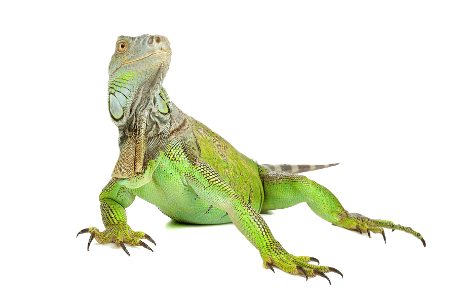 Madagascar Iguanids Png (gray)