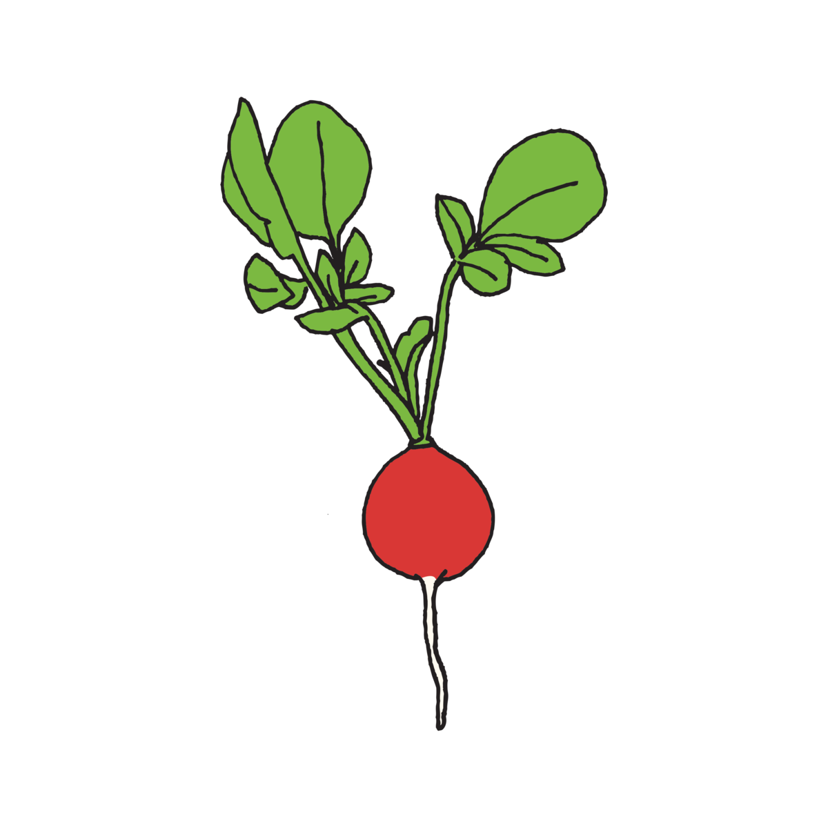 Radish Download Png Image (chocolate, gray, olive, black)