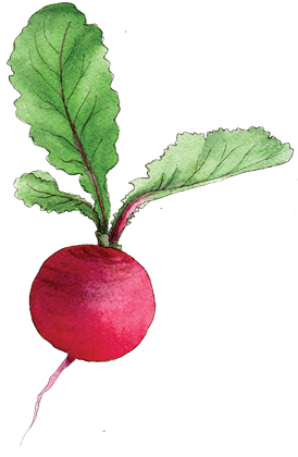 Radish Png Pic (black)