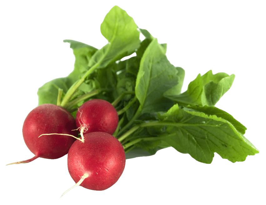 Radish Png Picture (gray)