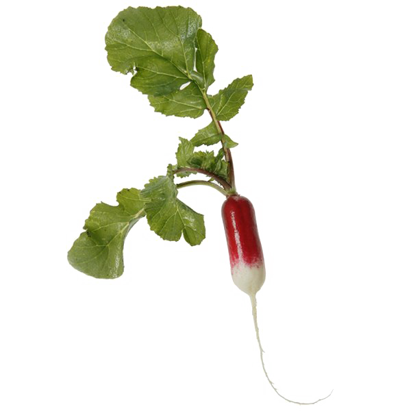 Radish Png Transparent Image (white)