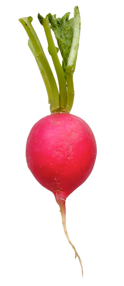 Radish Transparent Images Png (black)