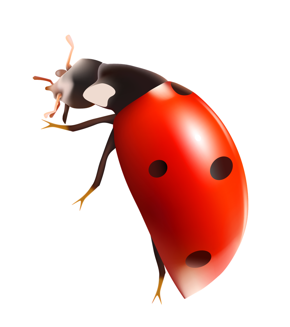 Lady Bugs Png Clipart (black, beige, red)