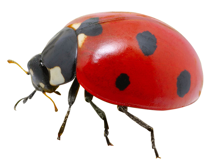 Lady Bugs Png Transparent Image (black, maroon)