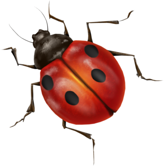 Lady Bugs Transparent Png (black, white, gray, silver)