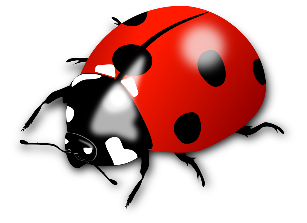 Ladybird Beetle Png Clipart (silver, maroon, black, white, red)