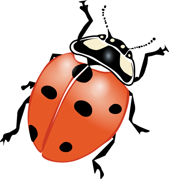 Ladybird Beetle Png Hd (beige, chocolate, black, salmon)