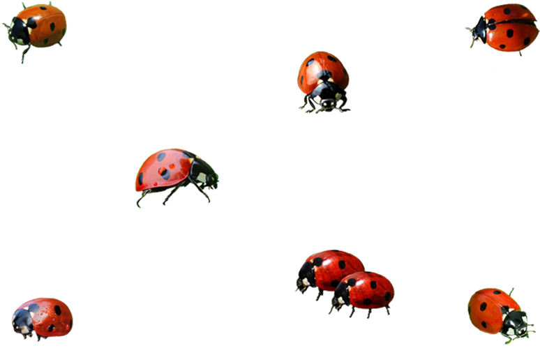 Ladybird Beetle Png Isolated File (black)