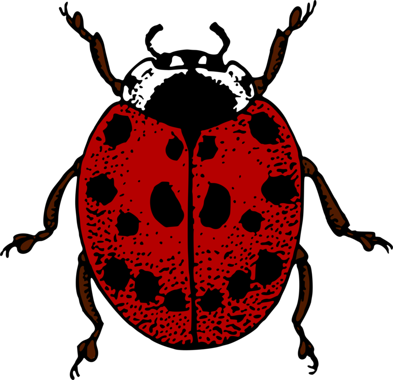 Ladybird Beetle Png Isolated Photo (white, maroon, black)