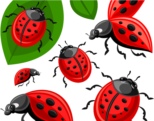 Ladybird Beetle Png Isolated Pic (red, green, indigo, black)