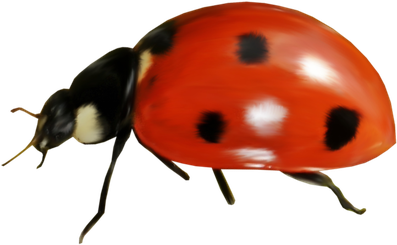 Ladybird Beetle Png Pic (black)